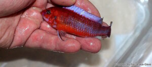 Labeotropheus trewavasae 'Chilumba'