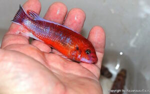 Labeotropheus trewavasae 'Chilumba'