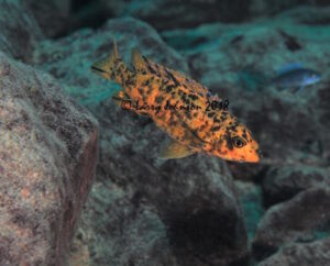 Labeotropheus trewavasae 'Chinyamwezi Island'
