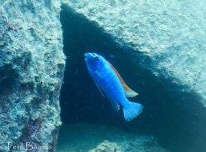 Labeotropheus trewavasae 'Chinyamwezi Island'