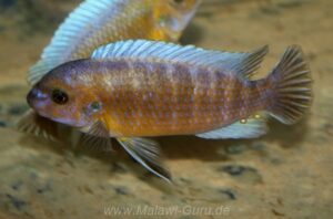 Labeotropheus trewavasae 'Chirwa Island'