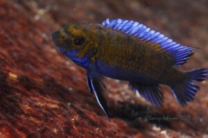 Zum Verzeichnis – Labeotropheus Labeotropheus trewavasae 'Gome'