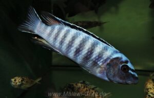 Labeotropheus trewavasae 'Higga Reef'