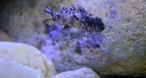 Labeotropheus trewavasae 'Higga Reef'