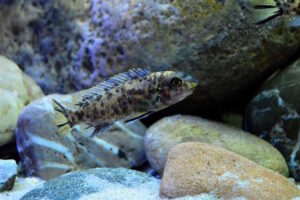 Labeotropheus trewavasae 'Higga Reef'
