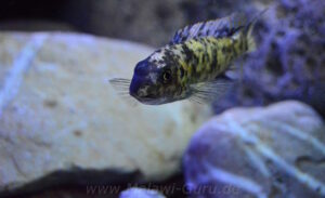 Labeotropheus trewavasae 'Higga Reef'