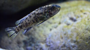 Labeotropheus trewavasae 'Higga Reef'