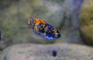 Labeotropheus trewavasae 'Higga Reef'