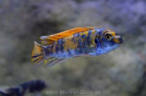 Labeotropheus trewavasae 'Higga Reef'