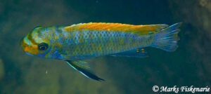 Labeotropheus trewavasae 'Hongi Island'