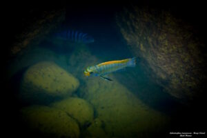 Labeotropheus trewavasae 'Hongi Island'