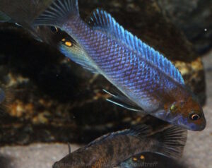 Labeotropheus trewavasae 'Lion's Cove'