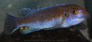 Labeotropheus trewavasae 'Lion's Cove'