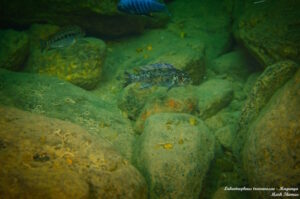 Labeotropheus trewavasae 'Magunga'