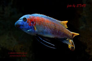 Labeotropheus trewavasae 'Makankha Reef'