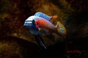 Labeotropheus trewavasae 'Makankha Reef'