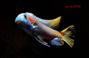 Labeotropheus trewavasae 'Makankha Reef'