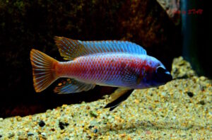 Labeotropheus trewavasae 'Makankha Reef'