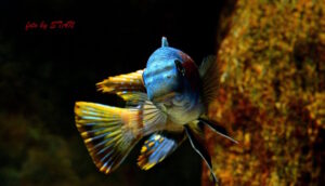 Labeotropheus trewavasae 'Makankha Reef'