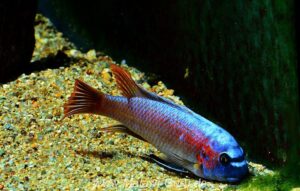 Labeotropheus trewavasae 'Makankha Reef'