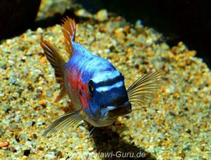 Labeotropheus trewavasae 'Makankha Reef'