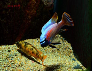 Labeotropheus trewavasae 'Makankha Reef'