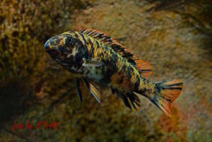 Labeotropheus trewavasae 'Makankha Reef'
