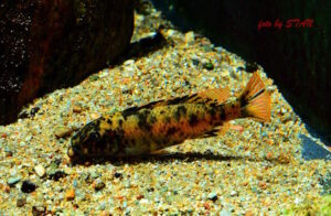 Labeotropheus trewavasae 'Makankha Reef'