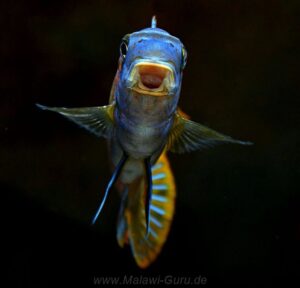 Labeotropheus trewavasae 'Makankha Reef'