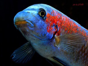 Labeotropheus trewavasae 'Makankha Reef'