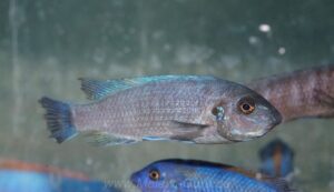 Labeotropheus trewavasae 'Makokola Reef'