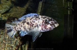 Labeotropheus trewavasae 'Makokola Reef'