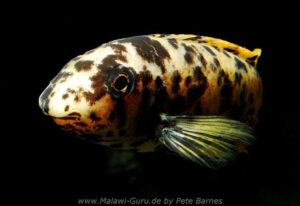 Labeotropheus trewavasae 'Manda'