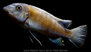 Labeotropheus trewavasae 'Manda'