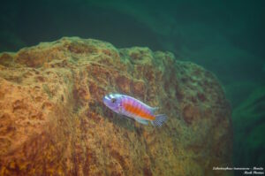 Labeotropheus trewavasae 'Manda'