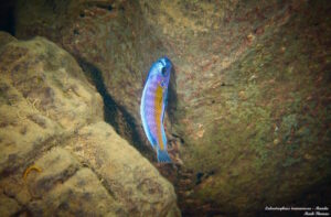 Labeotropheus trewavasae 'Manda'