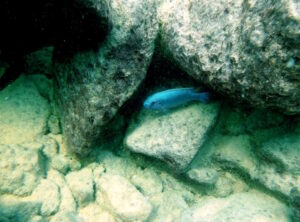 Labeotropheus trewavasae 'Mara Rocks'