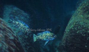 Labeotropheus trewavasae 'Mara Rocks'