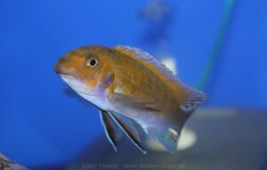 Labeotropheus trewavasae 'Masinje'