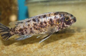 Labeotropheus trewavasae 'Masinje'