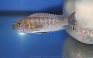 Labeotropheus trewavasae 'Masinje'