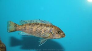 Labeotropheus trewavasae 'Masinje'