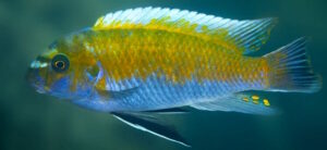 Labeotropheus trewavasae 'Matambukira Rocks'