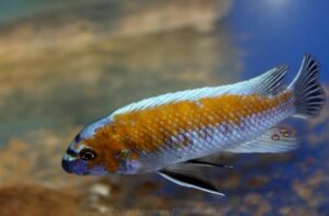 Labeotropheus trewavasae 'Mdoka'