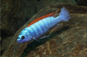 Labeotropheus trewavasae 'Mitande Rocks'