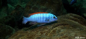 Labeotropheus trewavasae 'Mitande Rocks'