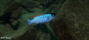 Labeotropheus trewavasae 'Mitande Rocks'