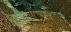 Labeotropheus trewavasae 'Mitande Rocks'