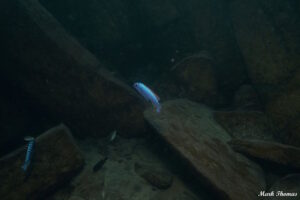 Labeotropheus trewavasae 'Mitande Rocks'