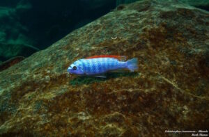 Labeotropheus trewavasae 'Mitande Rocks'
